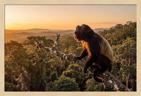 Howler Monkey Calling At Dusk