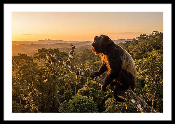 Howler Monkey Calling At Dusk