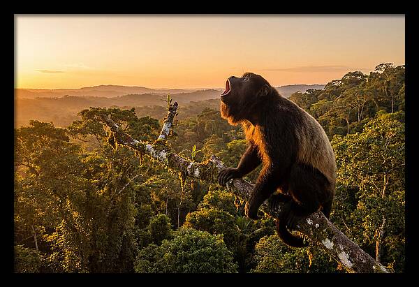 Howler Monkey Calling At Dusk
