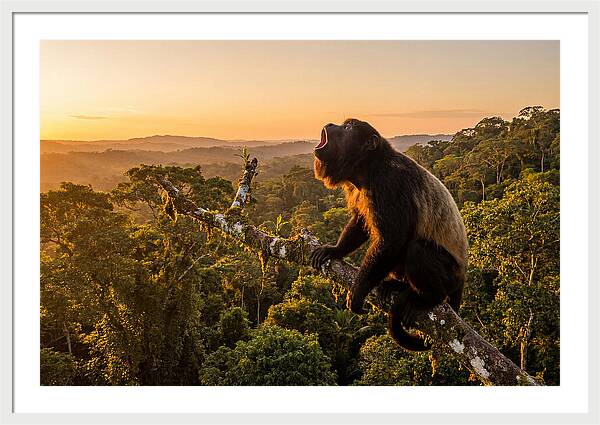 Howler Monkey Calling At Dusk