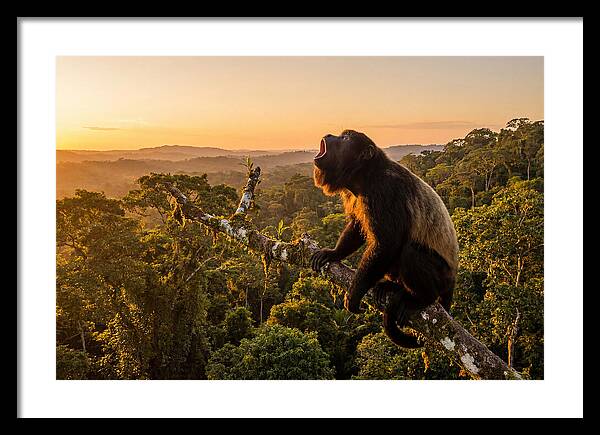 Howler Monkey Calling At Dusk