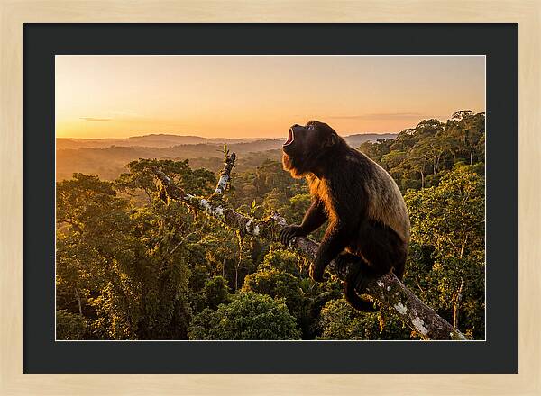 Howler Monkey Calling At Dusk
