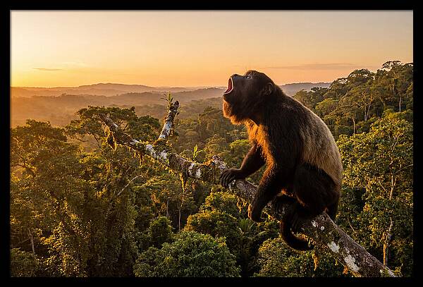 Howler Monkey Calling At Dusk