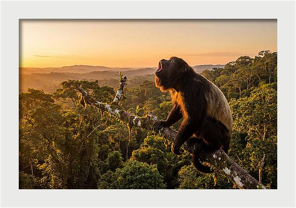 Howler Monkey Calling At Dusk