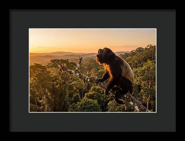 Howler Monkey Calling At Dusk
