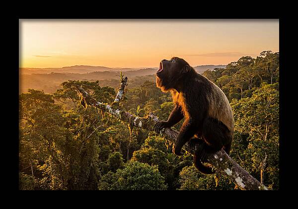 Howler Monkey Calling At Dusk