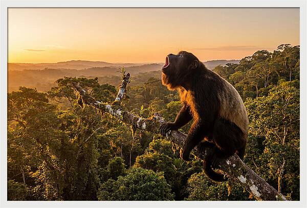 Howler Monkey Calling At Dusk