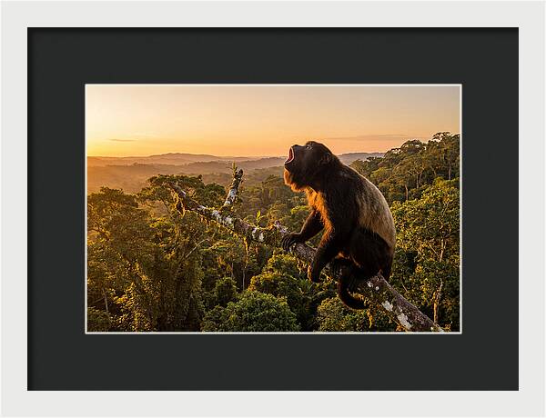 Howler Monkey Calling At Dusk