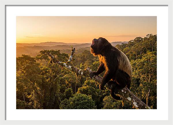 Howler Monkey Calling At Dusk