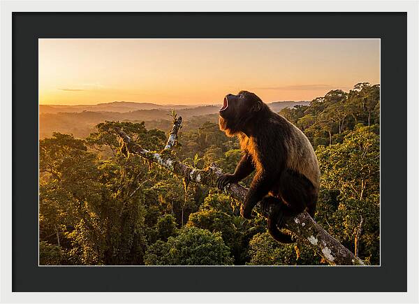 Howler Monkey Calling At Dusk