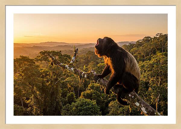 Howler Monkey Calling At Dusk
