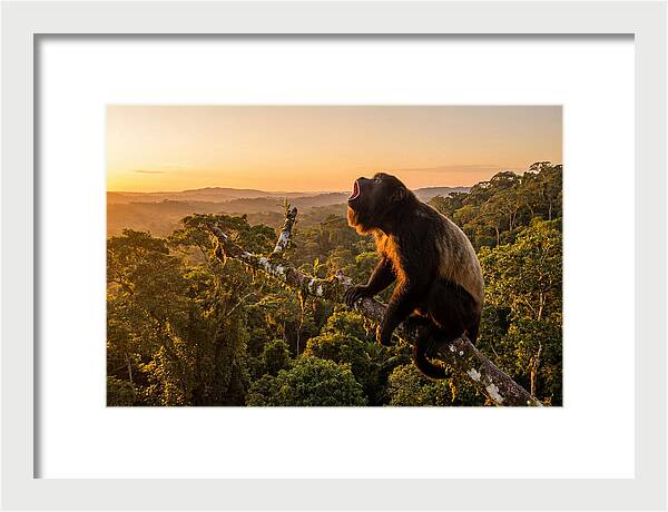 Howler Monkey Calling At Dusk