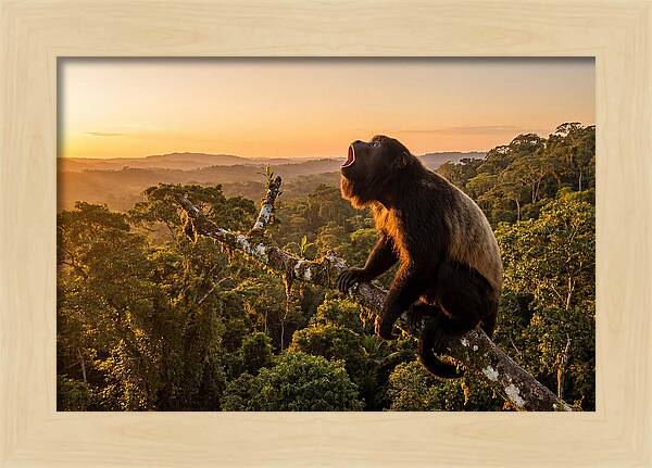 Howler Monkey Calling At Dusk