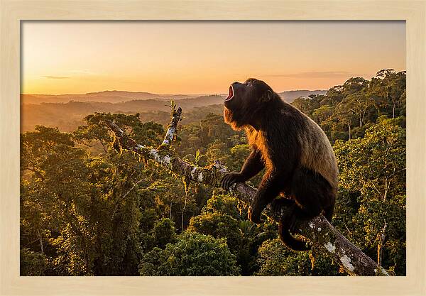 Howler Monkey Calling At Dusk