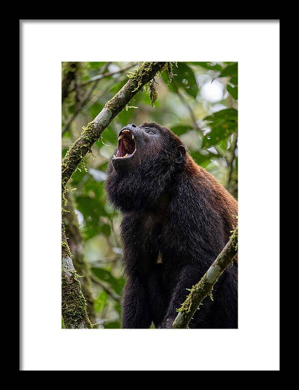 Howler Monkey Calling