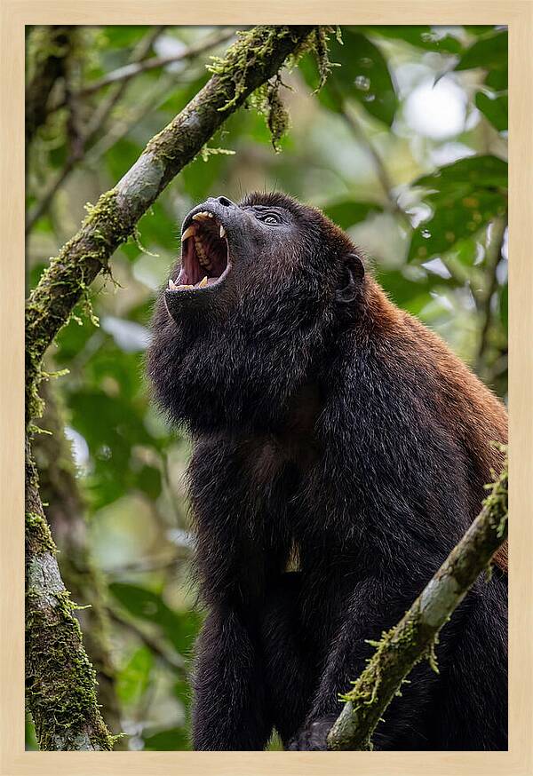 Howler Monkey Calling