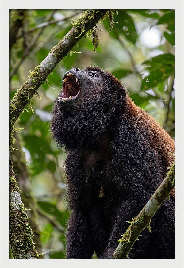 Howler Monkey Calling