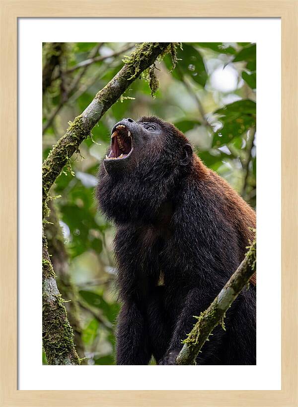 Howler Monkey Calling
