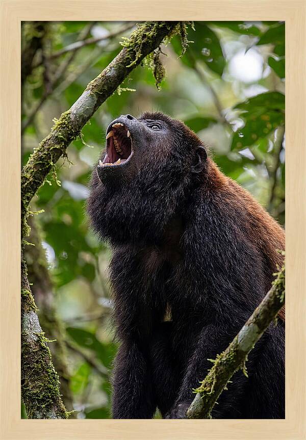 Howler Monkey Calling