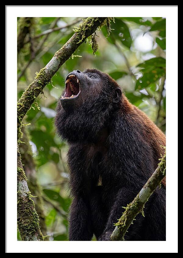 Howler Monkey Calling