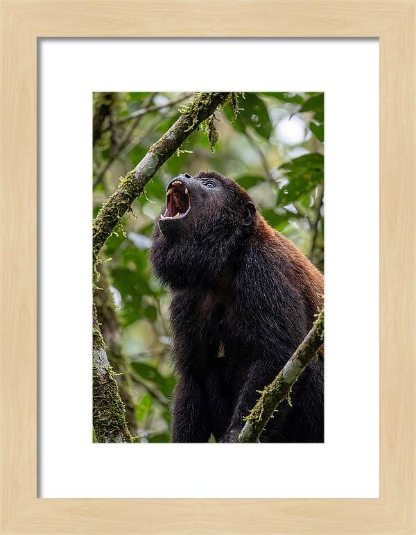 Howler Monkey Calling