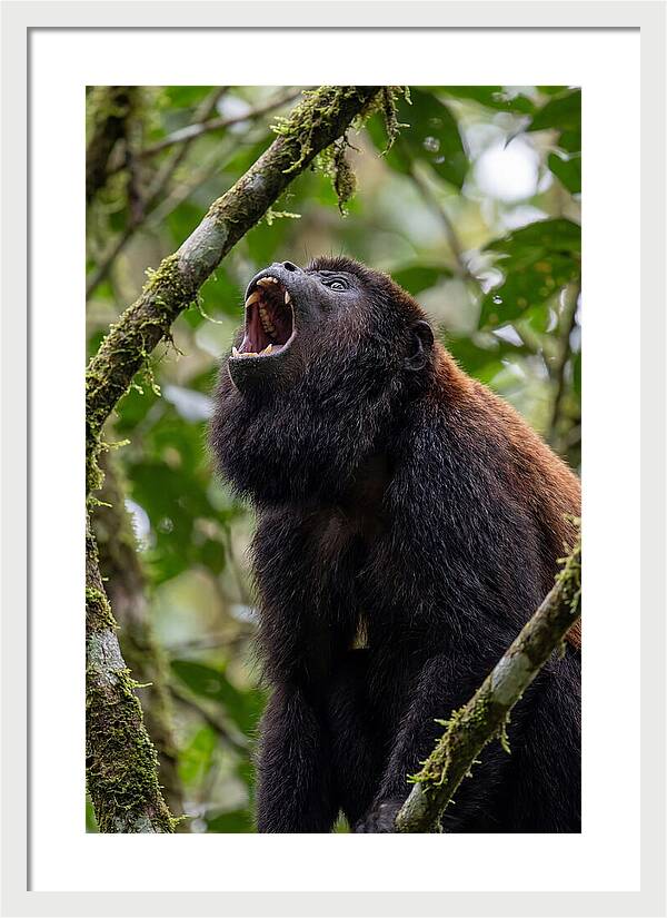Howler Monkey Calling