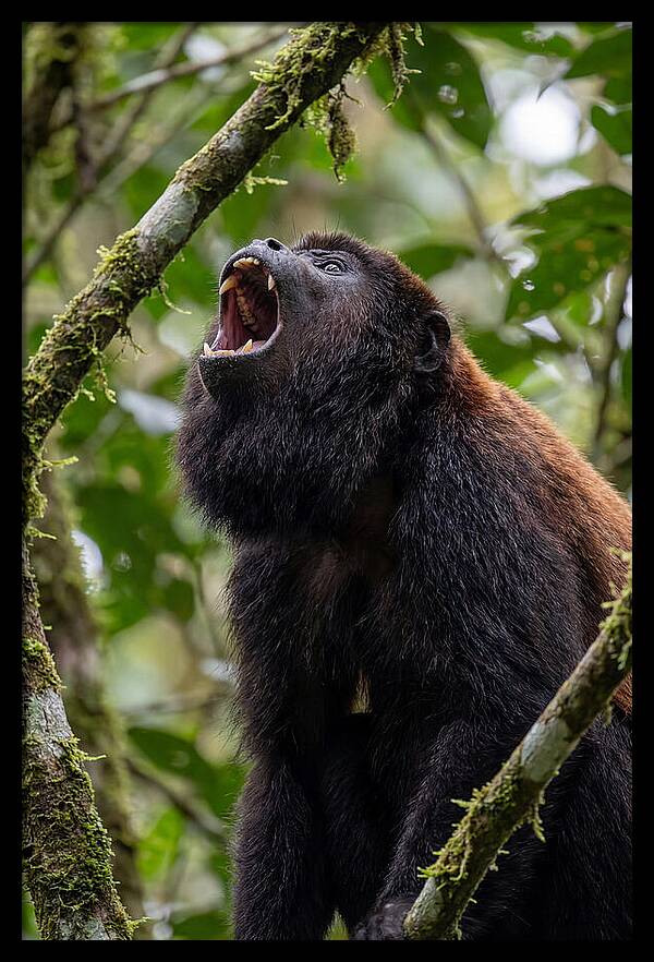 Howler Monkey Calling