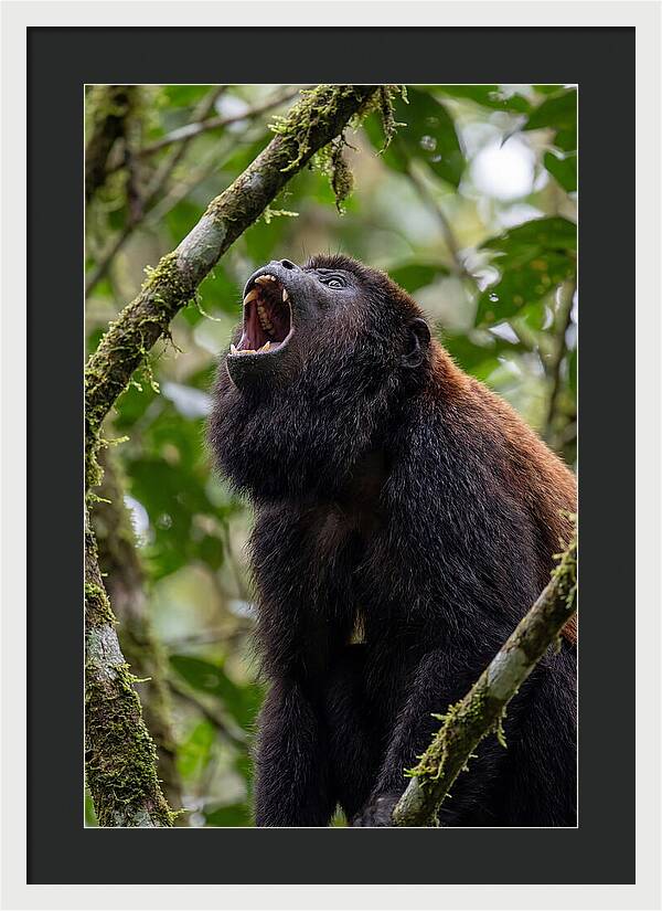 Howler Monkey Calling