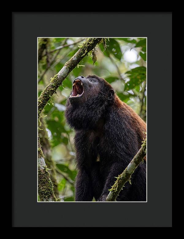 Howler Monkey Calling