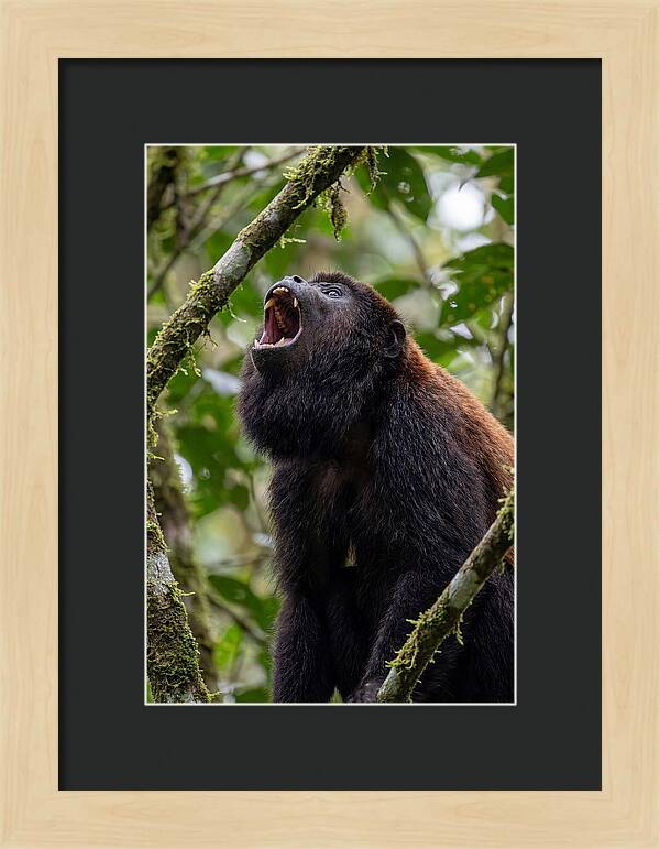 Howler Monkey Calling