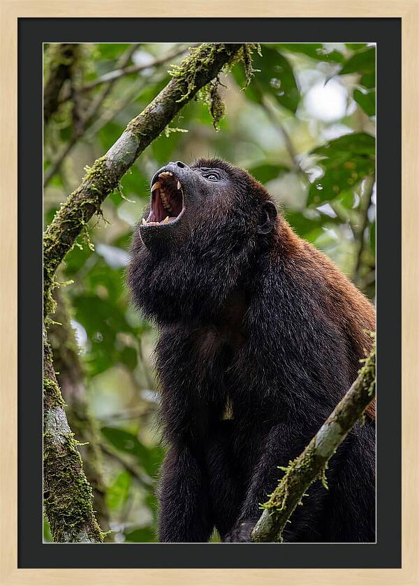 Howler Monkey Calling