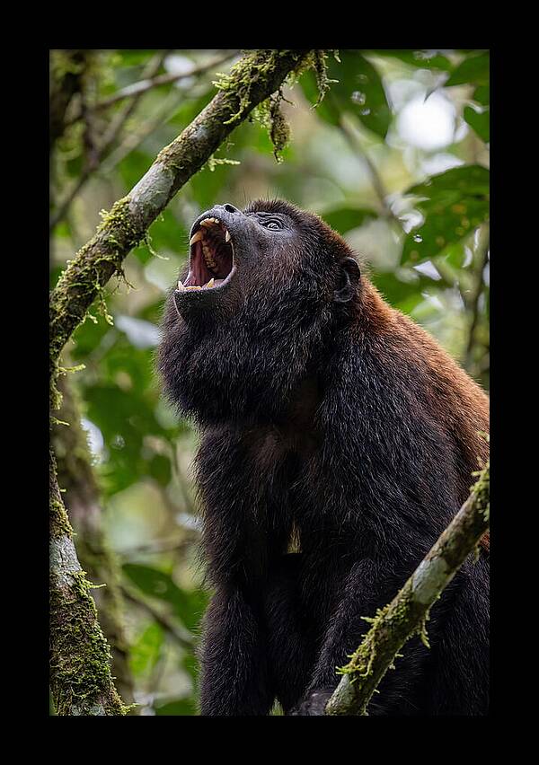Howler Monkey Calling