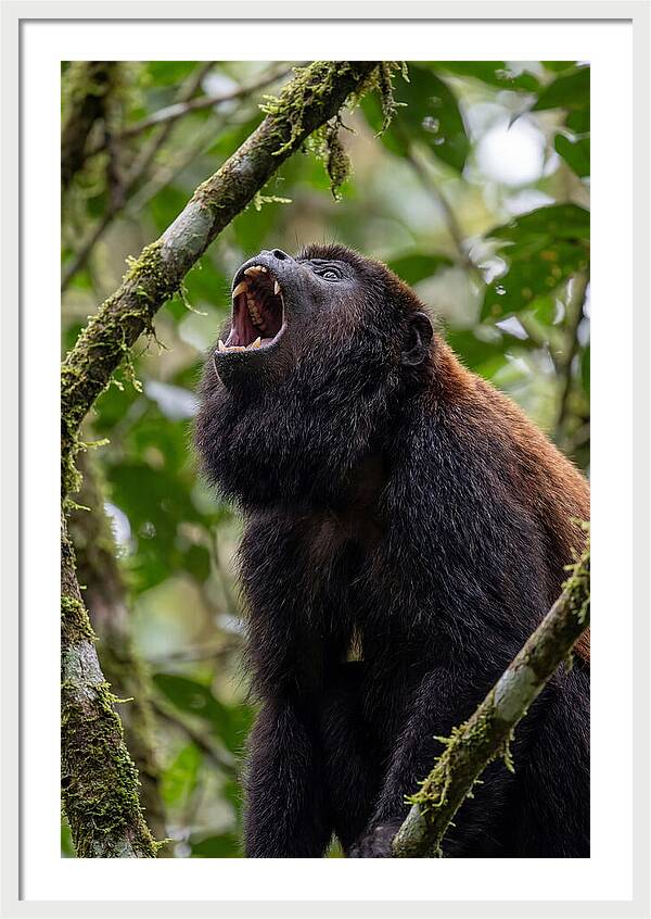 Howler Monkey Calling