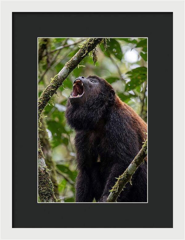 Howler Monkey Calling