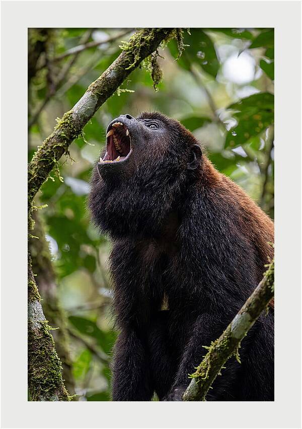 Howler Monkey Calling