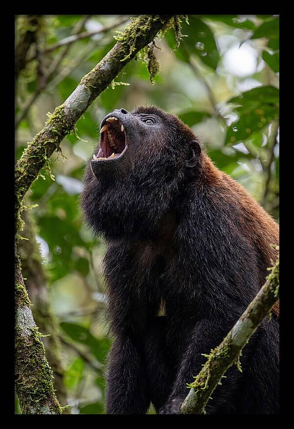 Howler Monkey Calling