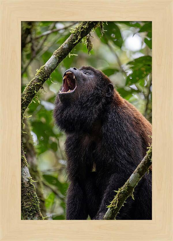 Howler Monkey Calling