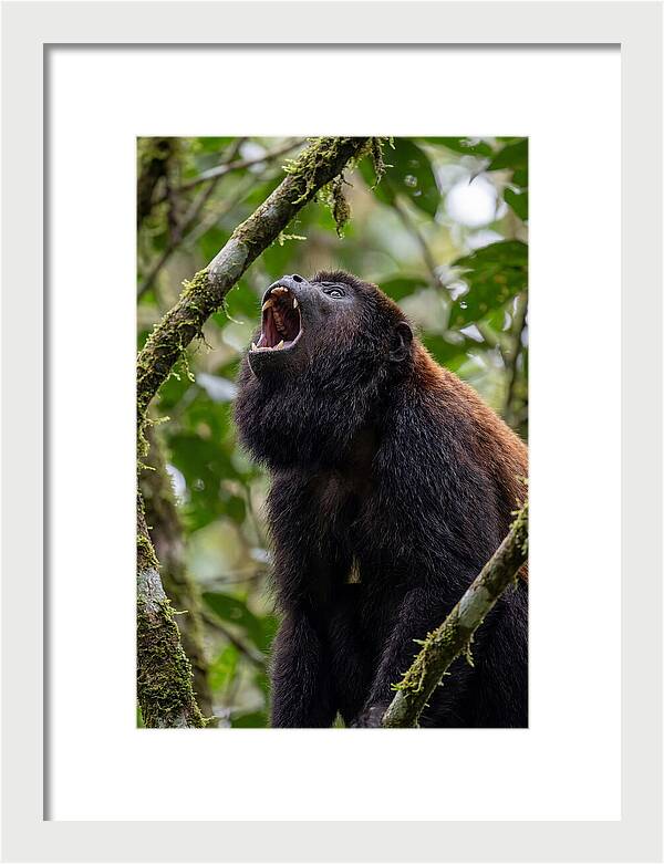 Howler Monkey Calling