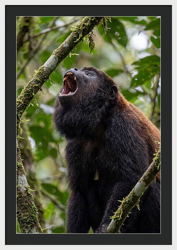 Howler Monkey Calling