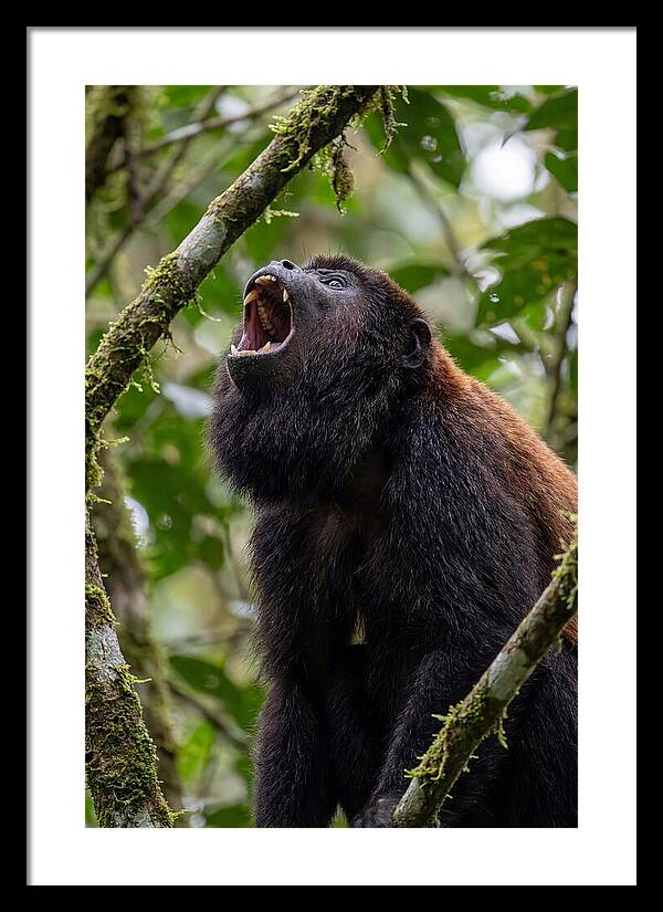 Howler Monkey Calling