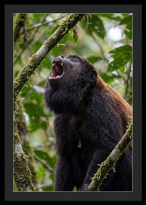 Howler Monkey Calling