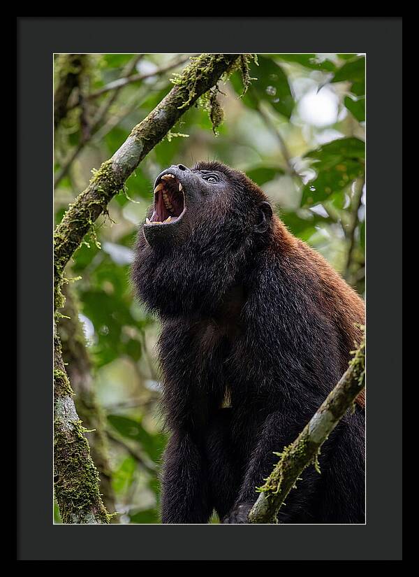 Howler Monkey Calling