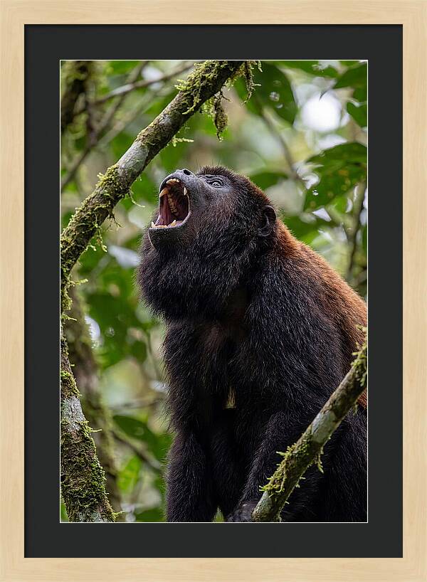 Howler Monkey Calling
