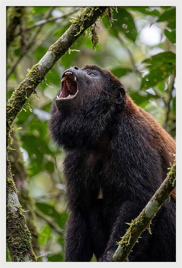 Howler Monkey Calling