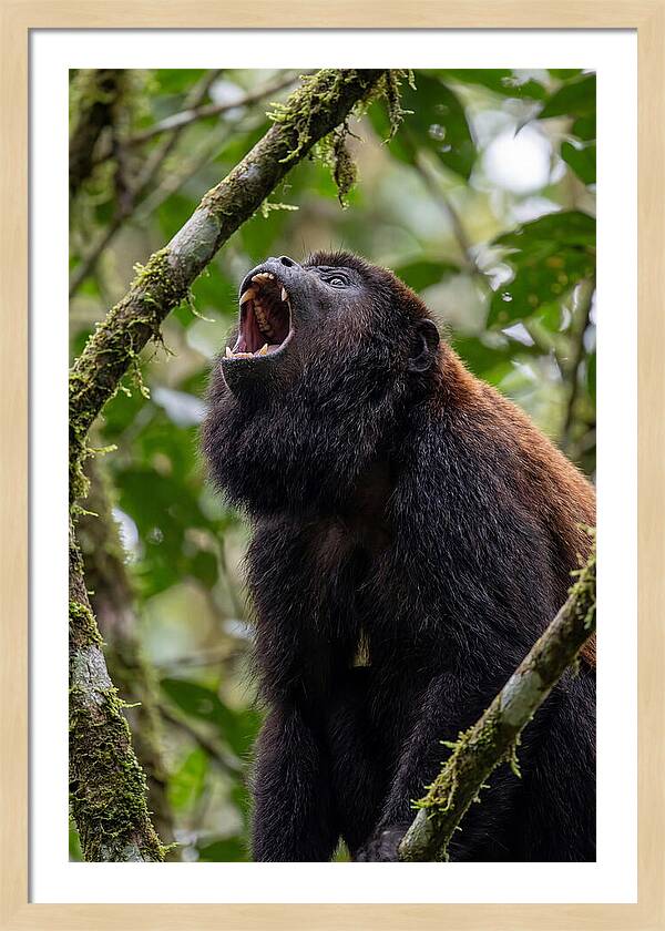 Howler Monkey Calling