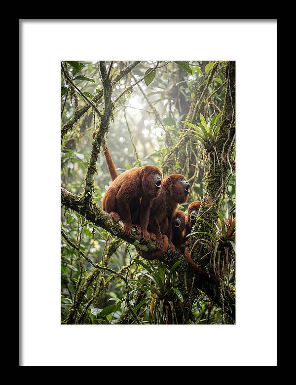 Howler Monkey Troop In Canopy