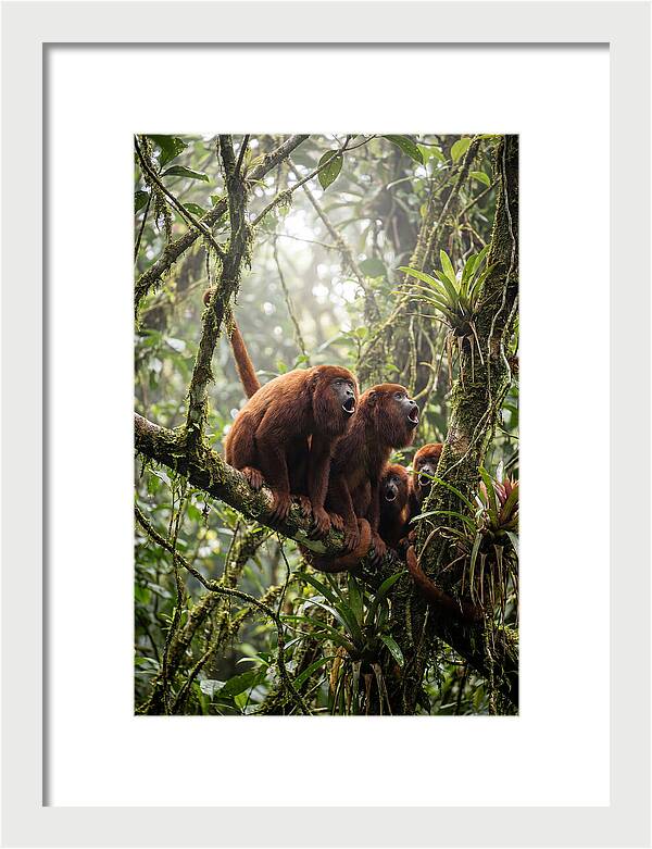 Howler Monkey Troop In Canopy
