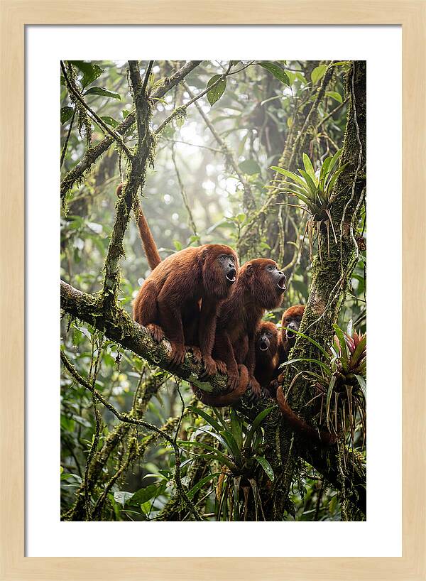 Howler Monkey Troop In Canopy