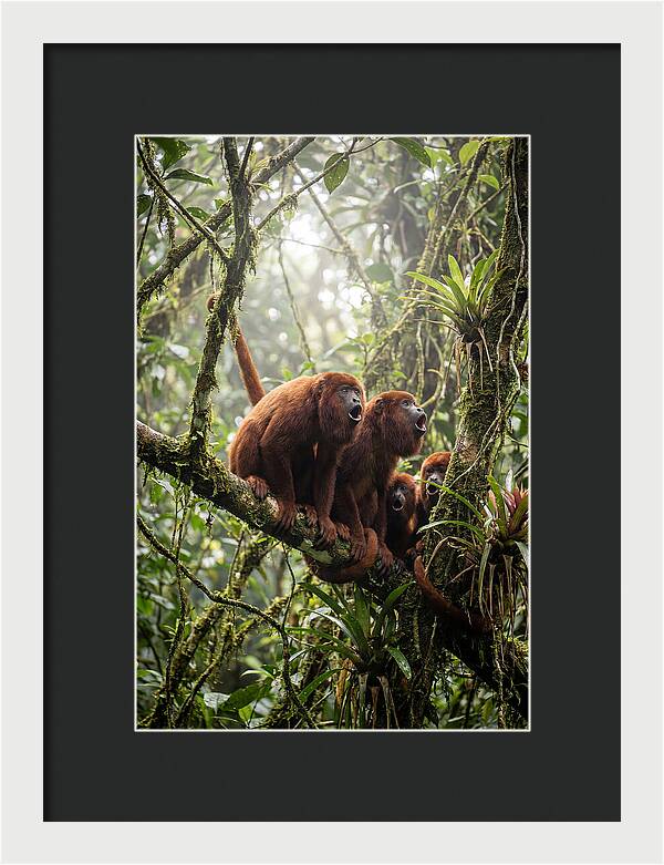 Howler Monkey Troop In Canopy