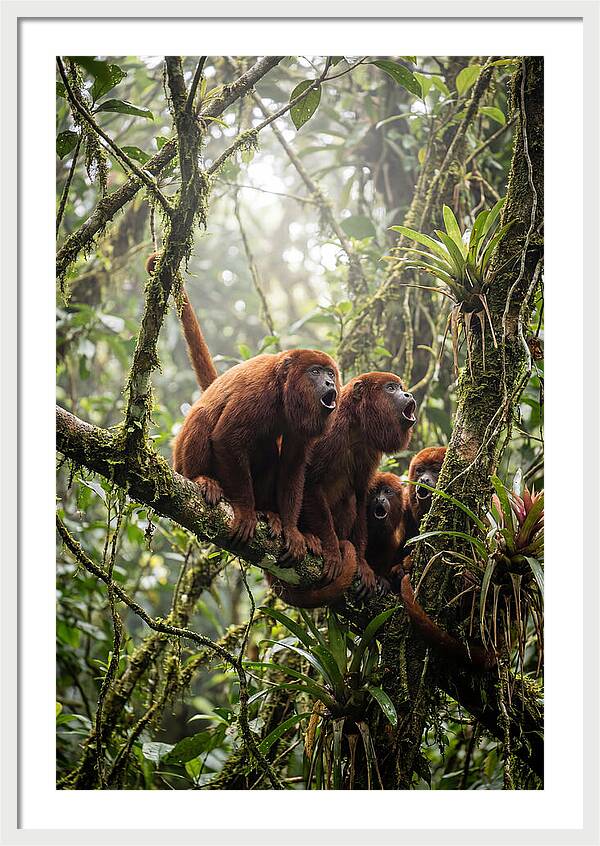 Howler Monkey Troop In Canopy